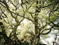 wedding-photographer-denmark-122